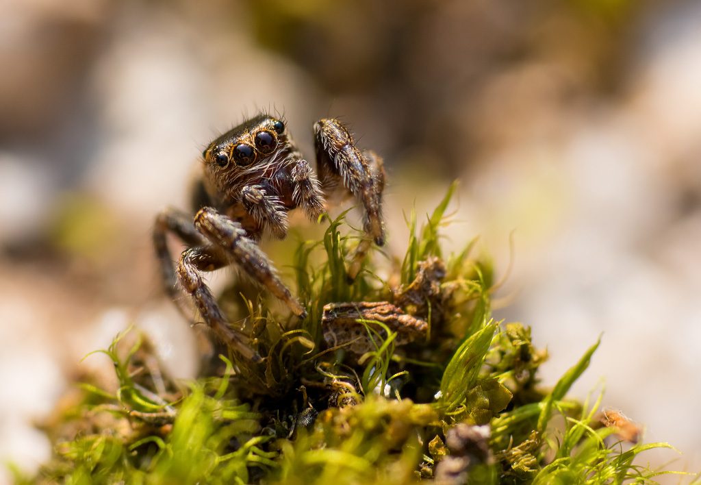 Jumping spider on the moss