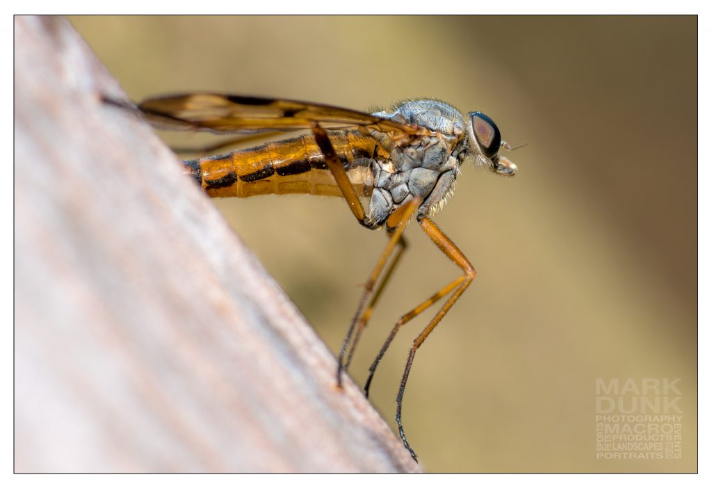 Hand-held macro photograph of sniffly (downward-facing fly)